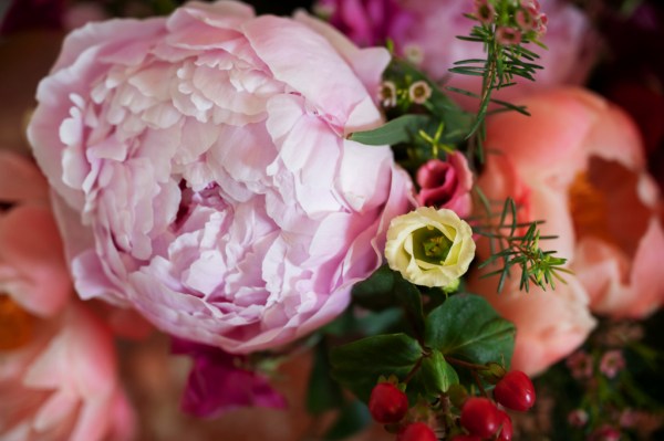 Pink red flowers roses